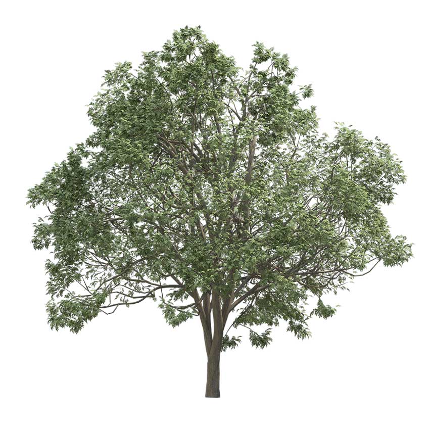 Fraxinus excelsior - ash tree 02